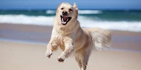 A happy dog playing on the private beach at Sandgreen