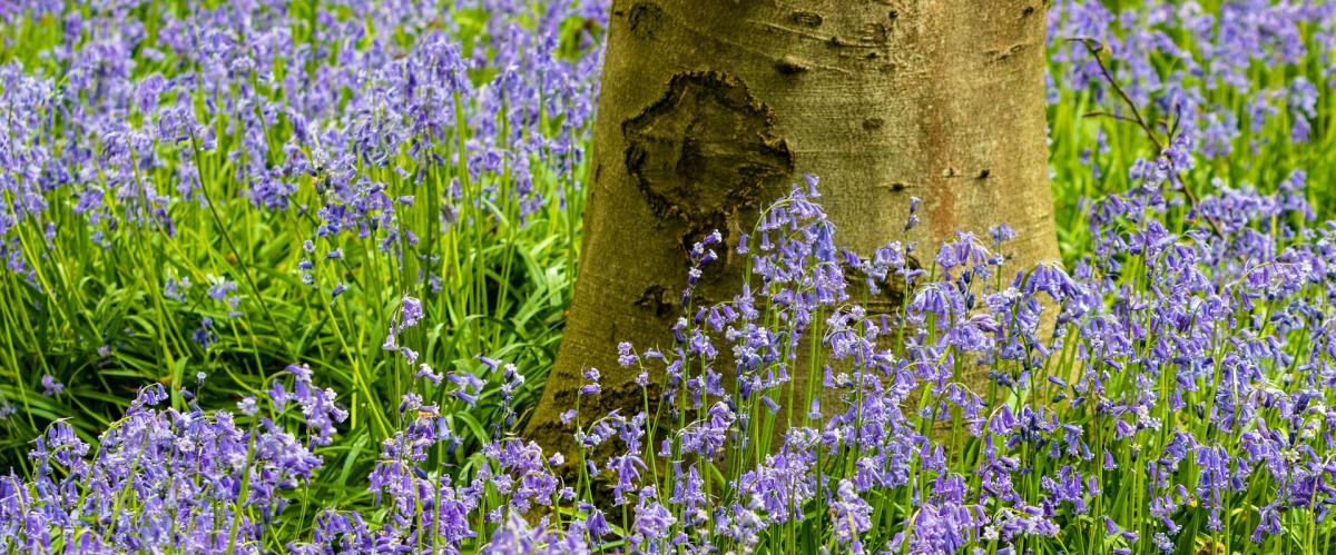 Bluebells found in the woods at Sandgreen